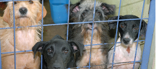 animais-abandonados-6